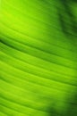 Closeup banana leaf texture