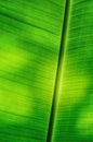 Closeup banana leaf texture