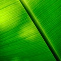 Closeup banana leaf texture