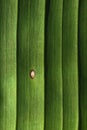 A closeup of a banana palm leaf with ribs and venus, and white flaw. Leaves pattern Royalty Free Stock Photo
