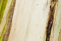 Closeup of Banana tree texture Background