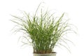 closeup bandwidth miscanthus s grass plant isolated Royalty Free Stock Photo