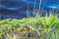 Closeup of bank of river with moss, grass and water