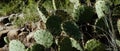 Prickly pear cactus in Texas landscape
