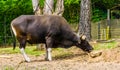 Closeup of a banteng bull in the pasture, Endagered cattle specie from Indonesia Royalty Free Stock Photo