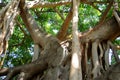 Closeup Banyan Tree