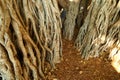 Closeup Banyan tree of Oaho growing wild on a sunny day. Many big overgrown roots growing into rich soil in Hawaii