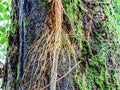 Closeup of banyan tree roots