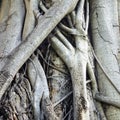 Closeup of banyan tree trunk roots Royalty Free Stock Photo