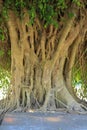 Closeup of banyan tree trunk roots with carvings. Roots of a tree and trunk. interesting tree trunk in tropical forest Royalty Free Stock Photo