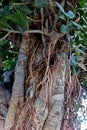 Closeup of a Banyan Trees Royalty Free Stock Photo