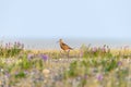 Closeup of an bar-tailed godwit in a field full of flowers, Alaska