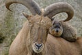 Closeup of a Barbary sheep with a Rock hyrax sitting on its back on a rock Royalty Free Stock Photo