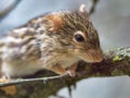 Closeup of a barbary striped grass mouse perched on a tree branch Royalty Free Stock Photo
