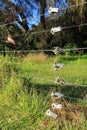 Closeup of barbed wire fence in grassy paddock Royalty Free Stock Photo