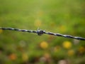 Closeup of barbed wire section with spider webs and blurry background Royalty Free Stock Photo