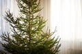 Closeup of a bare christmas spruce tree at home without decorations