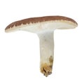 Closeup of a bare-toothed russula mushroom (Russula vesca) on white background Royalty Free Stock Photo