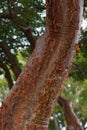 A closeup of the bark of a Gumbo Limbo tree Royalty Free Stock Photo