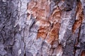 CloseUp Bark Multicolor Detail, Abstract Nature Background Motive