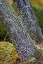 Closeup of bark on old tree trunks in quiet forest or woods. Texture and detail of rough wood chipping from climate