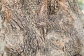 Closeup bark of olive tree, abstract texture background Royalty Free Stock Photo