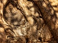 Closeup bark of olive tree with shadow, abstract texture background Royalty Free Stock Photo