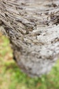 Closeup bark of pine tree.