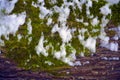 Closeup bark of pine trees with MOSS and Lichen Royalty Free Stock Photo