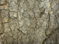 Closeup bark texture