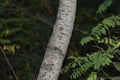 A closeup of the bark of a tree in the forest in the evening Royalty Free Stock Photo