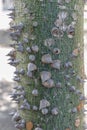 Closeup of the bark of a white floss-silk tree (Ceiba insignis)