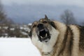 Closeup of a barking German Shepherd.