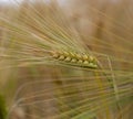 Closeup of barley spike in the field Royalty Free Stock Photo