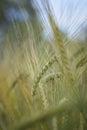 Closeup of barley spike in the field Royalty Free Stock Photo