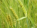 Closeup of barley wheat stalk grain heads