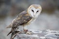 Closeup of Barn Owl