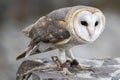 Closeup of Barn Owl