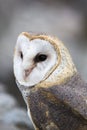 Closeup of Barn Owl