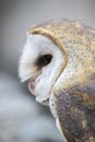 Closeup of Barn Owl