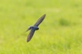 Barn Swallow Hirundo rustica resting closeup Royalty Free Stock Photo