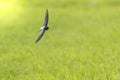 Barn Swallow Hirundo rustica resting closeup Royalty Free Stock Photo