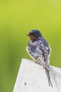 Barn Swallow Hirundo rustica resting closeup Royalty Free Stock Photo