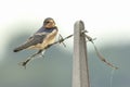 Barn Swallow Hirundo rustica resting closeup Royalty Free Stock Photo