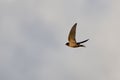 Closeup of a barn swallow, Hirundo rustica in the sky. Royalty Free Stock Photo