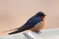 Closeup of a barn swallow sitting on a wooden edge