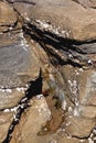 Closeup of Barnacles Clinging to Rocks on Seashore Royalty Free Stock Photo