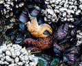 Closeup Of Barnacles, Starfish, Seashells, Mollusks, And More Outdoors