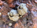 Barnacles on a Weathered Rock