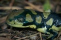 Closeup of the Barred tiger salamander , Ambystoma mavortium sitting on the ground